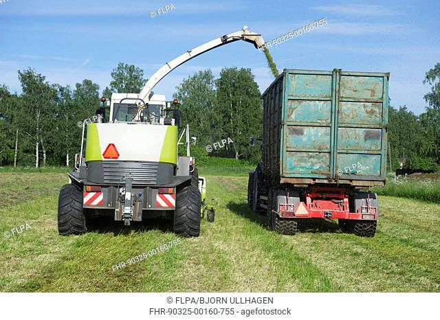 Claas Jaguar 850 forage harvester, cutting grass for silage and loading wagon, Alunda, Uppsala, Sweden, june