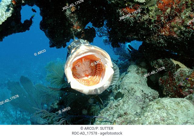 Nassau Grouper Carribean Sea Ephinphelus striatus