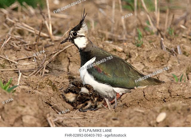 Northern Lapwing Vanellus vanellus adult female, sheltering chicks, standing in field, Midlands, England, spring