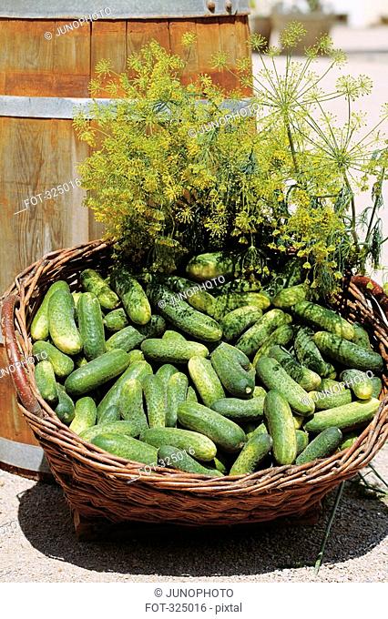 Basket of cucumbers and fennel next to wooden barrel