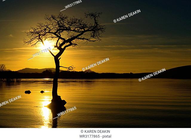Tree submerged in Loch Lomond at sunset, Scotland, United Kingdom, Europe