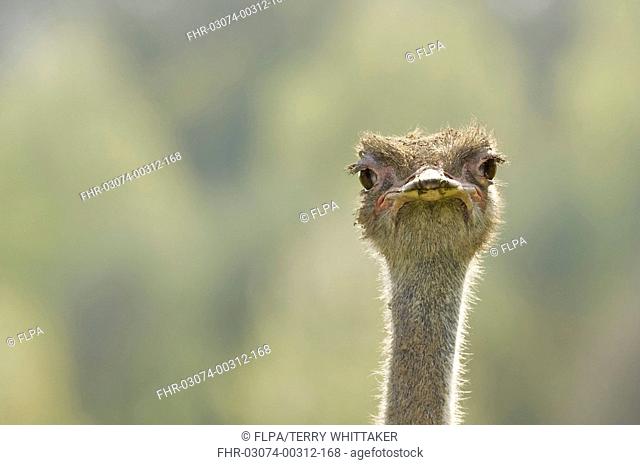 Ostrich Struthio camelus adult, close-up of head, Port Lympne Wild Animal Park, captive