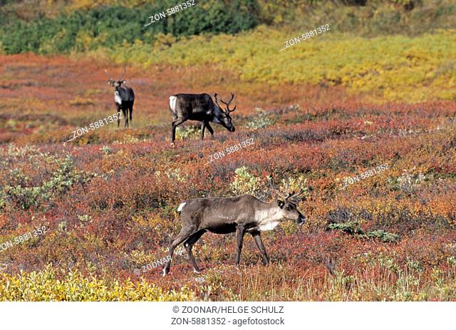 Karibukuehe mit Bastgeweih in der herbstlichen Tundra - (Alaska Karibu) / Grants Caribou cows with velvet antler in the tundra in indian summer - (Porcupine...