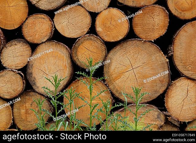 Stammholz, Trunk wood