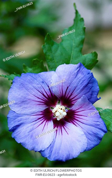 Rose mallow 'Blue Bird', Hibiscus syriacus 'Oiseau Bleu', A single purple blue flower with white stamens