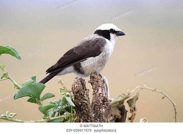A Northern White-crowned Shrike, or White-rumped Shrike, (Eurocephalus rueppelli) perched on a branch