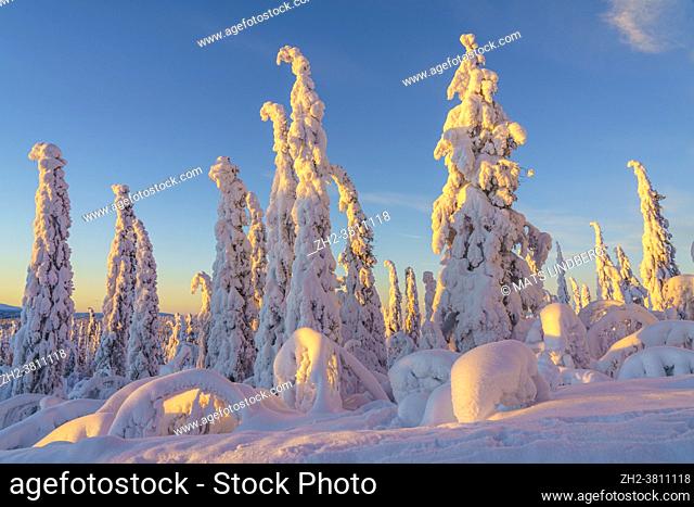 Winter landscape at sunset with blue sky and plenty of snow on the trees, Swedish Lapland, Sweden