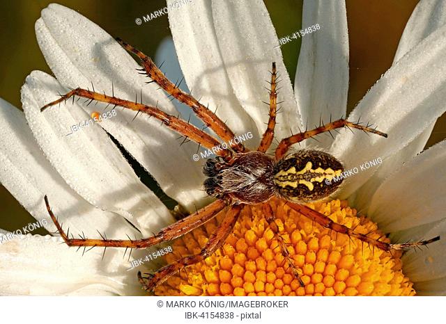 Oak Spider (Aculepeira ceropegia), male, Hesse, Germany