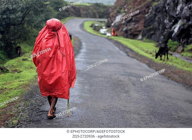 Shepherd with red raincoat on a rainy day. Sindhudurg district, Maharashtra, India