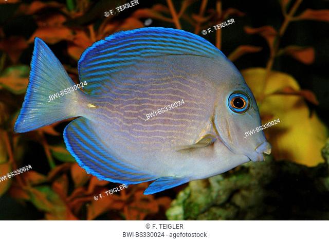 blue tang surgeonfish, blue tang (Acanthurus coeruleus), swimming