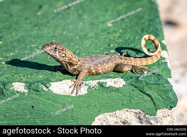 A lizard moving across a rocky area , Havana, Cuba