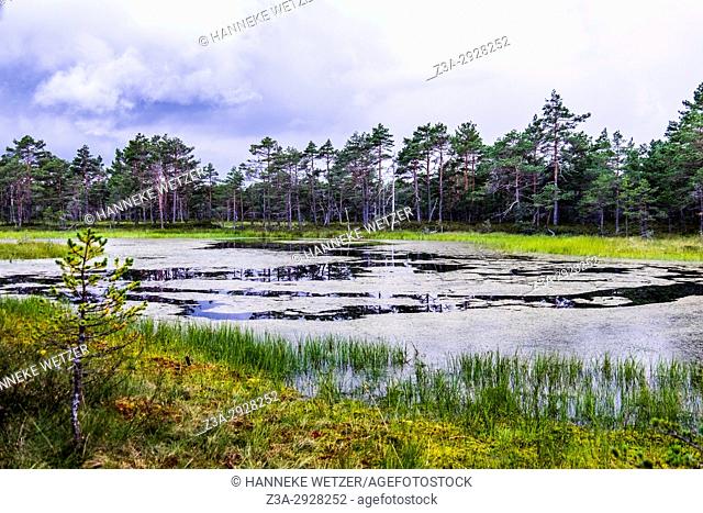 The Viru Bog in Lahemaa National Park, Estonia