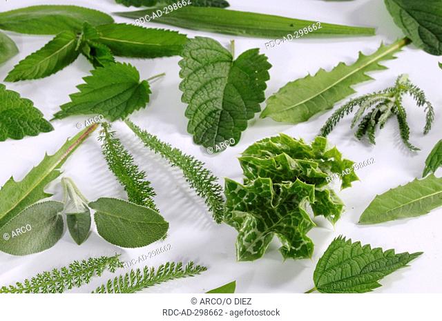 Green leaves, ingredients for smoothie, Ground-elder, Dandelion, English Plantain, Yarrow, Nettle, Garden Burnet