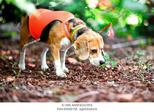 Beagle detection dog Mira sniffs around in search of the Asian longhorn beetle (lat.: Anoplophora glabripennis), which is dangerous for trees