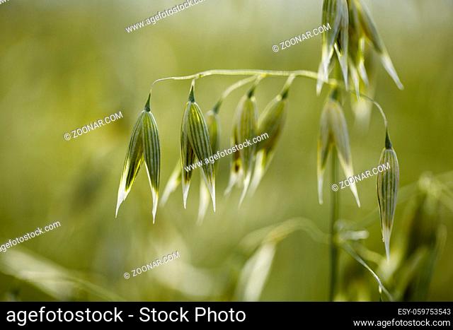 Coose Up of Oat plants on the acre in early Summer