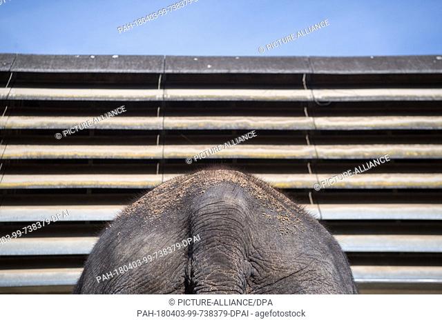 03 April 2018, Germany, Stuttgart: Asian elephant cow Pama in the elephant enclosure of the Wilhelma. The WWF and Stuttgart Zoo founded the animal protection...