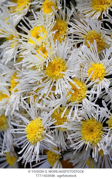 Quilled daisy mum, florist's chrysanthemum, Chrysanthemum morifolium Illusion, Dendranthema X grandiflorum
