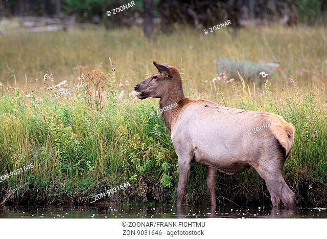 Wapiti, Cervus elaphus, Elk