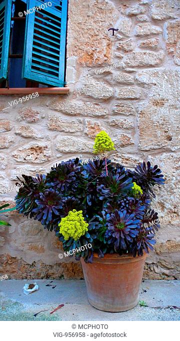 Aeonium (Aeonium arboreum), blooming on a wall, Spain, Majorca, Alcudia - Alcudia, Mallorca, Spanien, 19/04/2008