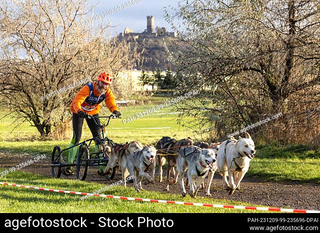 09 December 2023, Thuringia, Drei Gleichen: A musher with six dogs drives past Mühlburg Castle on a snow-free surface during the World Sleddog Association (WSA)...