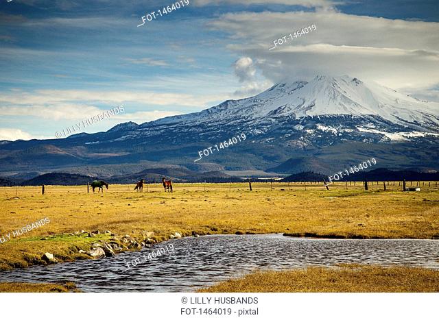 Horses on field by snowcapped mountain against sky