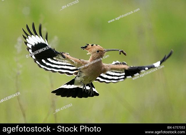Hoopoe (Upupa epops) in flight with food, Rhineland-Palatinate, Germany, Europe