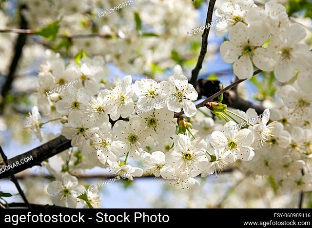 the inflorescence of cherry photographed by a close up. spring season