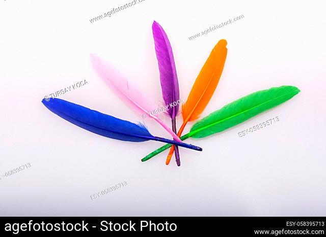 Studio shot photo of colored bird feathers as texture background