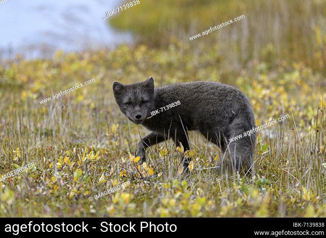 Young Arctic fox (Vulpes lagopus) or ice fox, Möðrudalur, Austurland, Iceland, Europe