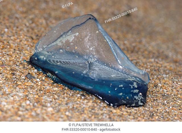By-the-wind Sailor Velella velella washed up on beach, Sandymouth Bay, Cornwall, England, october