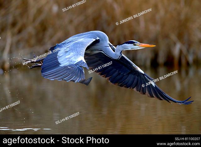 Grey Heron (Ardea cinera). Adult in flight above water. Germany