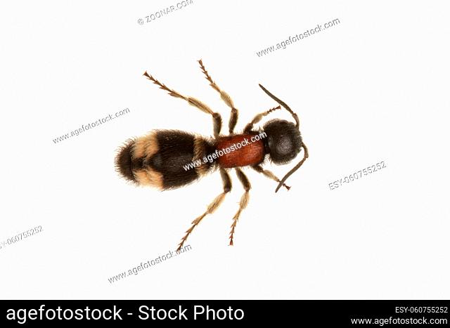 Parasitoid wasp (Mutilla europaea) isolated on a white background