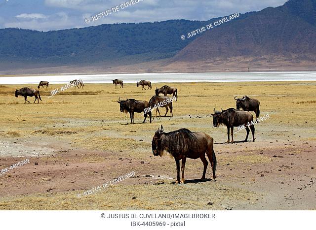 Herd of wildebeest (Connochaetes sp.), Ngorongoro, Serengeti National Park, Tanzania