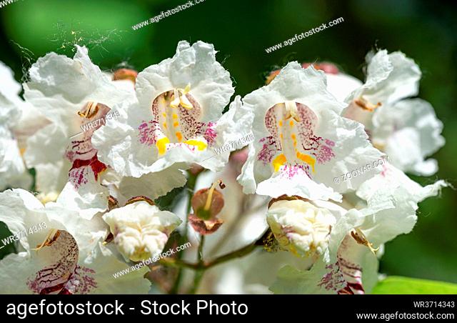 Catalpa bignonioides flowers, also known as southern catalpa, cigartree, and Indian-bean-tree