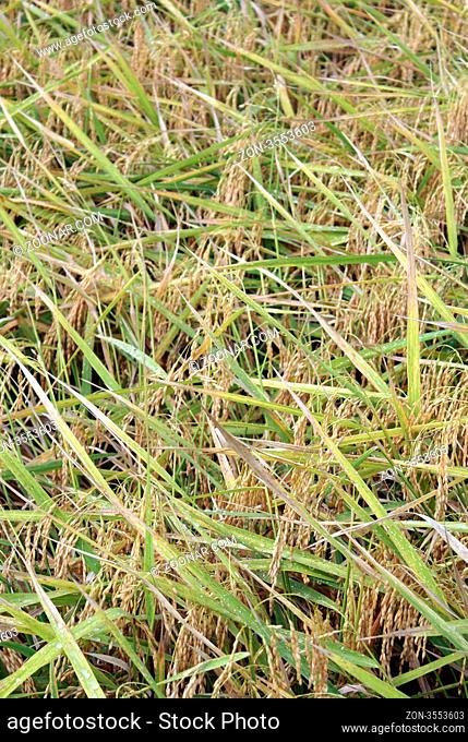 Brown rice with drops of ater on the field, Sumatra, Indonesia