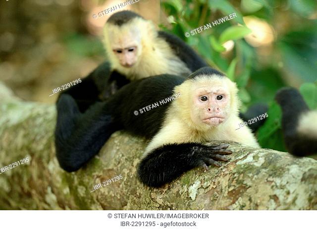 White-headed or White-faced Capuchins (Cebus capucinus), Manuel Antonio National Park, Costa Rica, Central America