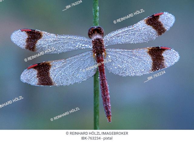 Banded Darter dragonfly (Sympetrum pedemontanum) covered in dewdrops, Filz, Woergl, North Tirol, Austria