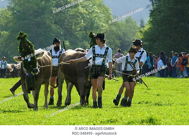 Ceremonial driving down of cattle from the mountain pastures into the valley in autumn in Bad Hindelang, Allgaeu, Bavaria, Germany
