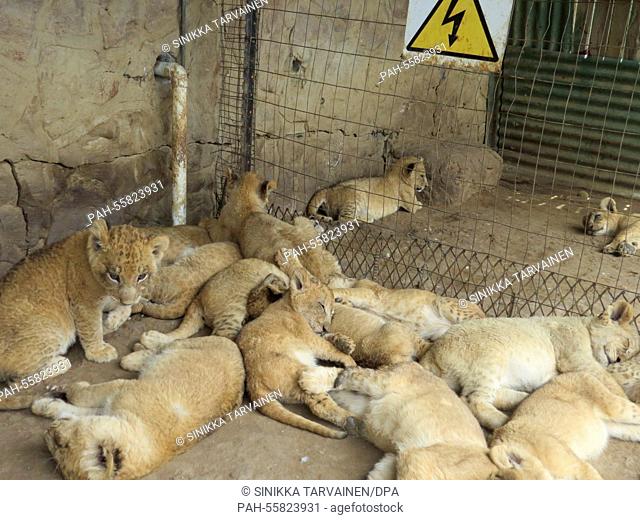 A group of lion cubs take a nap in a compound of the Moreson's Ranch in Vrede, South Africa, 10 February 2015. Photo: Sinikka Tarvainen/dpa | usage worldwide