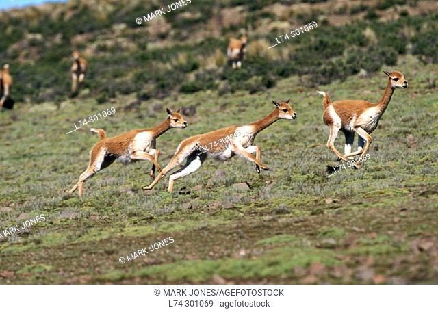 Vicuña (Lama Vicugna). Males in territorial chase. Pampa Galeras National Reserve. Peruvian Andes