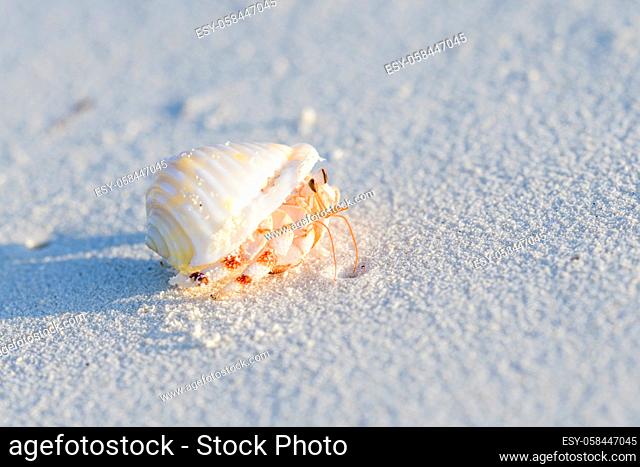 Gemeiner Einsiedlerkrebs, Pagurus bernhardus, common marine hermit crab