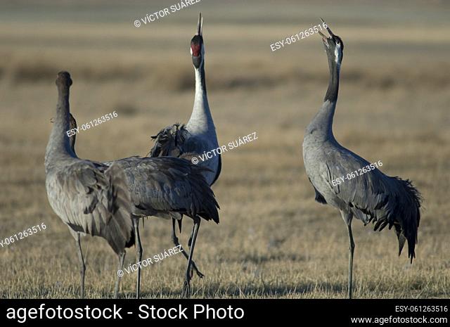 Common cranes (Grus grus) calling. Gallocanta Lagoon Natural Reserve. Aragon. Spain