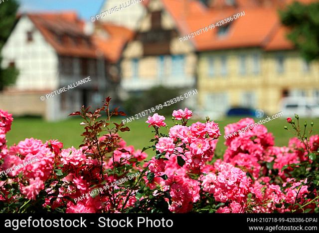 18 July 2021, Saxony-Anhalt, Quedlinburg: Rose bushes bloom in front of half-timbered facades in the old town. In the historic old town with its cobblestone...