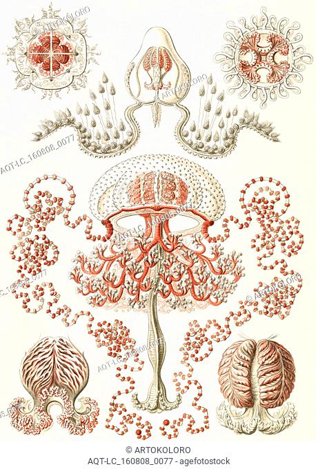 Illustration shows jellyfishes. Anthomedusae. - Blumenquallen, 1 print : color lithograph ; sheet 36 x 26 cm., 1904. Ernst Haeckel 1834 – 1919 German biologist