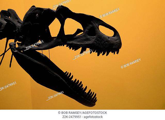 Allosaurus head skeleton