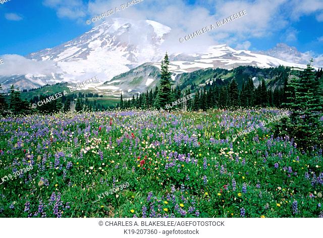 Summer wildflowers bloom along Mazama ridge below Mt. Rainier. Mount Rainier National Park. Washington. USA