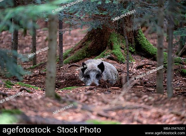 Wild boar in autumn