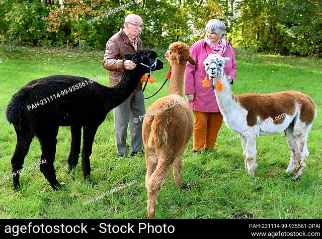 03 November 2023, Saxony, Delitzsch: 82-year-old Bernd Düsel and his wife Anita (76) take the three Tierpark alpacas Nelly