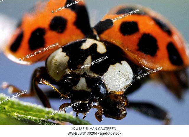 multicoloured Asian beetle Harmonia axyridis, starting