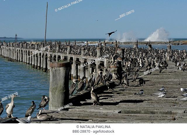 Large group of Spotted shags (Phalacrocorax punctatus) on a pier